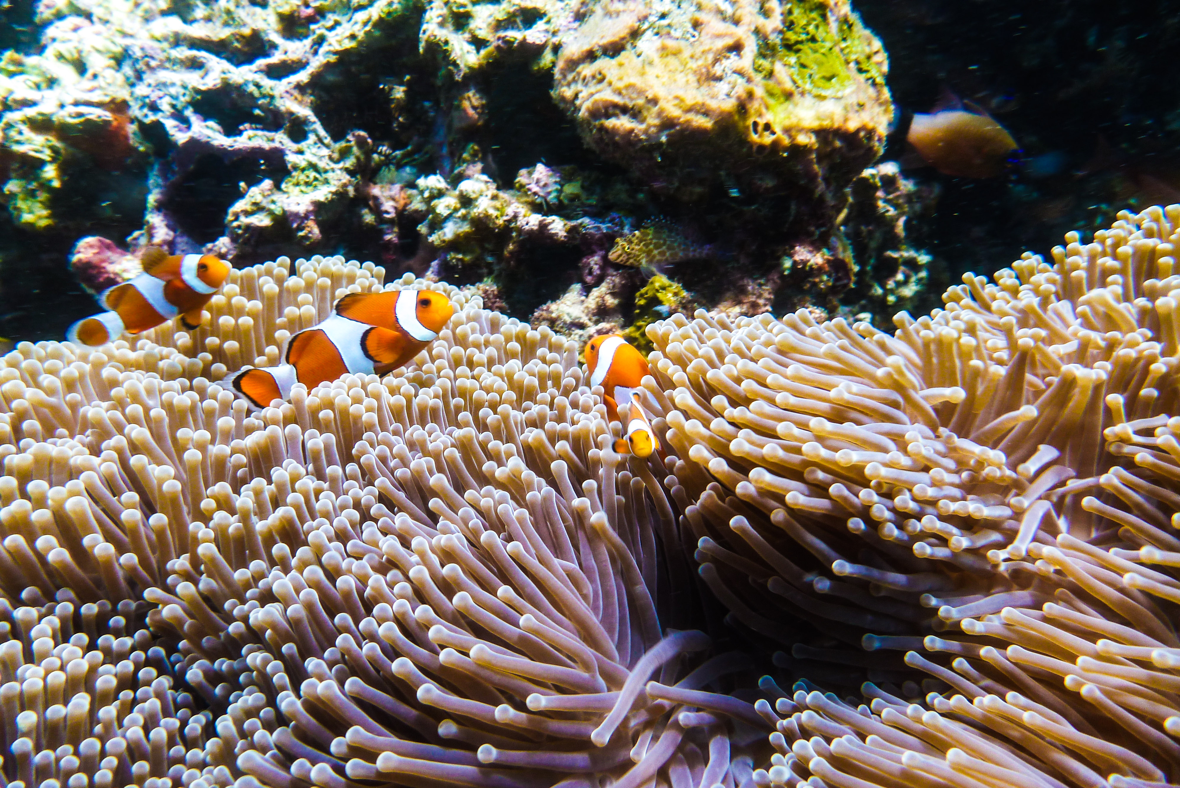 Diving at Tulamben - Bali